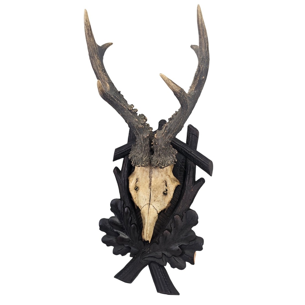 Vintage Roe Deer Antler Taxidermy Mount 17in Black Forest Oak Leaf 1940s #2